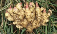 黄姜如何种植技术？什么时候种黄姜播种方法与田间管理技术