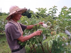 甜心芭乐与红心芭乐怎么挑选？红心芭乐什么味道有什么特点