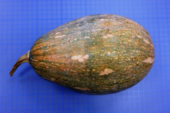 南瓜优良品种花亚一号泰山与花亚二号友旺特点介绍，产量怎么样