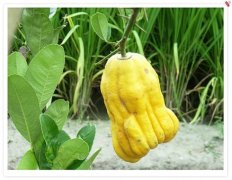 佛手柑的功效与作用有哪些？佛手柑能吃吗佛手柑精油可以这么搭配