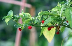 世界上辣椒最辣第一名龙之吐息辣椒，龙之吐息辣椒特点辣度度数