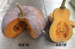早熟南瓜新品种高雄2号-菊岛之乐介绍，菊岛之乐南瓜口感特点