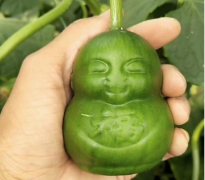 黄瓜是什么形状的？人参果版的黄瓜是怎么种植出来的
