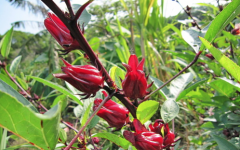 洛神花北方能种植吗？洛神花种植方法和时间与营养价值用处介绍
