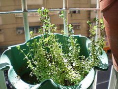 百里香几月份种植什么季节修剪？百里香有什么功效与作用