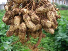 花生高产种植技术之花生良种选购方法，花生三个方面选择品种