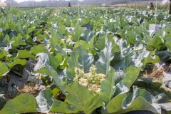 极耐热花椰菜品种介绍，台湾花椰菜育种优势是什么