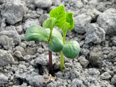 大豆种子自家留可以吗？大豆如何留种大豆种植期间与采收后的做法
