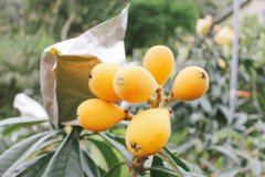 山猪枇杷种植和管理技术介绍，枇杷怎样疏花果方法是什么