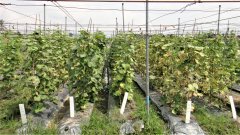 台湾小胡瓜新品种高雄3号夏青与高雄4号夏植栽培技术与适宜温度