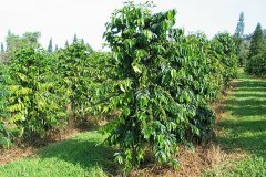 WDD笔记 中国哪里可以适合种植咖啡?云南小粒咖啡是精品咖啡吗