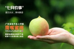 连平上坪鹰嘴蜜桃7月开始开园上市 导航前往10元一斤