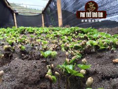 前街咖啡种植园育种步骤技术总结:育苗、定植、遮荫