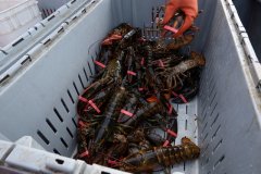 延迟通关风险 澳洲暂停向中国出口龙虾
