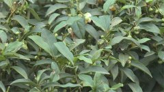 保育蓝鹊!奉献8年倾家盪产 开创有机茶成功