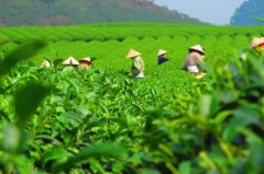 最新报告:暖化加剧将让全球茶叶产量锐减