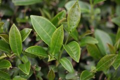 有机栽培的金萱乌龙茶，茶汤呈现质柔雅清新