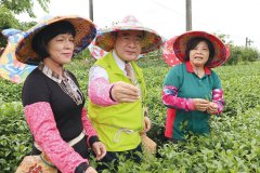 心动花东 一探茶园风土之美