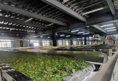 广东新兴象窝茶叶拓港澳市场　茶文化产业基地落成