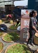 茶赛不只要会烘焙制茶 鱼池乡红茶更比採制一贯化