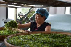山东省庄镇忙採茶叶 年产值2.3亿人民币